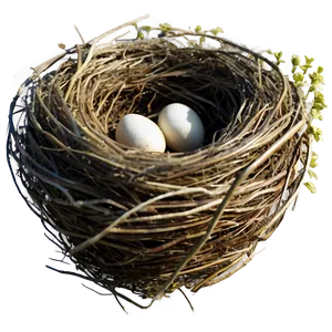 Vintage Bird Nest Png 06212024 PNG Image