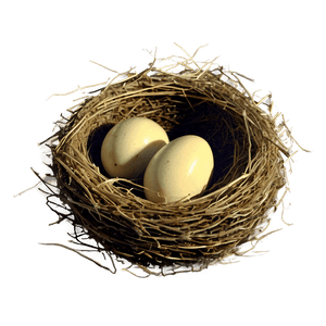 Vintage Bird Nest PNG kyq PNG