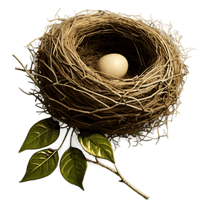 Vintage Bird Nest PNG qyh PNG
