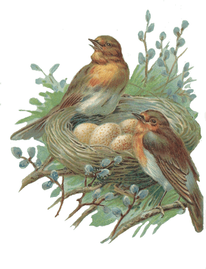 Nest Png Image - Bird With Nest Png, Transparent Png PNG with transparent background