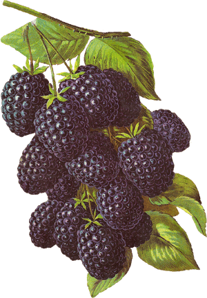 Rubus - Blackberry Fruit Illustration, HD Png Download PNG image with transparent background