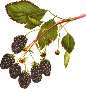 Digital Blackberry Fruit Download - Blackberries Free Clip Art, HD Png Download PNG image with transparent background