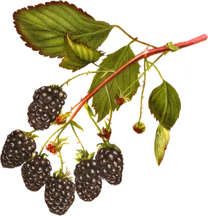 Vintage Blackberry Illustration PNG Image