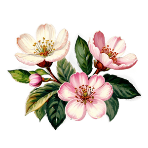 Vintage Blossom PNG jxc PNG image with transparent background
