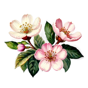 Vintage Blossom Png Jxc PNG Image