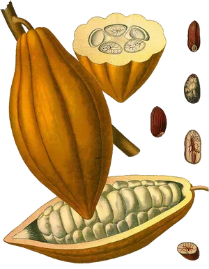 Vintage Cacao Podand Beans Illustration PNG Image