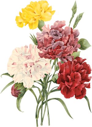 Transparent Red Carnation Png - Pierre Joseph Redoute, Png Download PNG image with transparent background