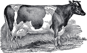 Transparent Founding Fathers Clipart - Cattle, HD Png Download PNG with transparent background