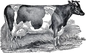 Vintage Cattle Illustration PNG Image