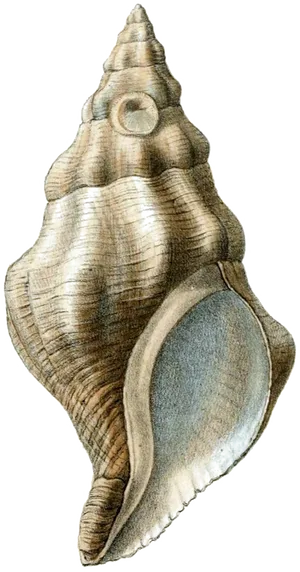 Vintage Conch Shell Illustration PNG Image