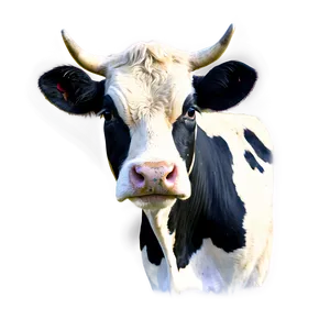 Vintage Cow Face Sketch Png Loa72 PNG Image