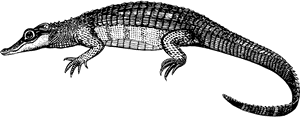 Black Caiman Clip Art, HD Png Download PNG image with transparent background
