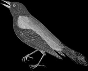 Transparent Black Crow Png - Crow Clipart Black And White, Png Download PNG image with transparent background