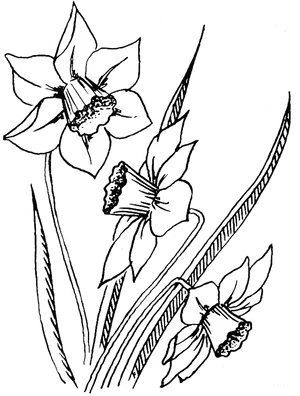 Vintage Daffodil Sketch PNG Image