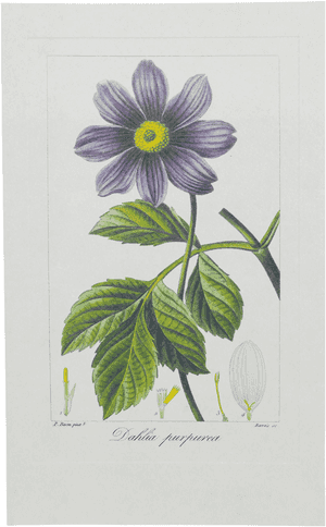 Picture Of Dahlia Herbier Général De L'amateur, HD Png Download PNG image with transparent background