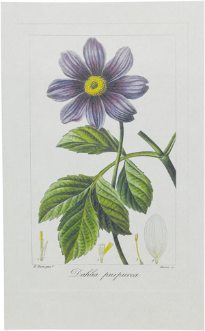 Vintage Dahlia Purpurea Illustration PNG Image