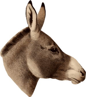 Fact Vs Fiction By Michelle Cho Infographic Donkey- - Donkey Head Png, Transparent Png PNG image with transparent background