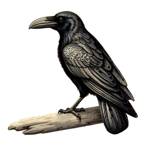 Vintage Engraved Raven Png Xld79 PNG Image