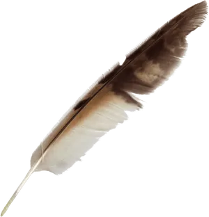 Vintage Feather Quill Pen.png PNG Image