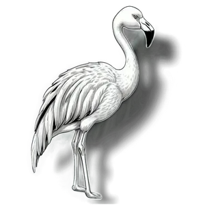 Vintage Flamingo Sketch Png 06292024 PNG Image