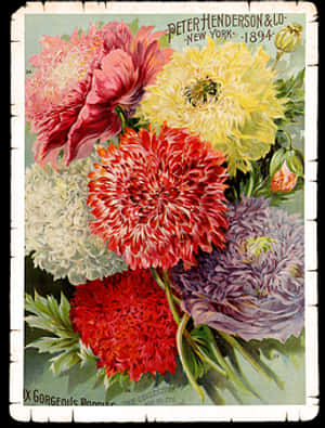 Vintage_ Floral_ Art_1894_ Henderson PNG image with transparent background