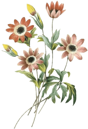 Elegant Dark Flower Hand Painted Chrysanthemum - Pencil Colour Drawing Cosmos Flowers, HD Png Download PNG image with transparent background