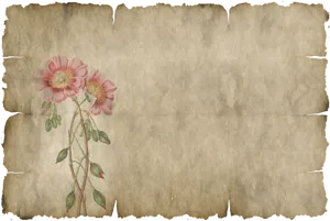 Vintage Floral Illustration Old Paper Texture PNG Image