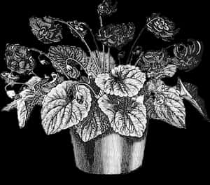 Vintage Floral Pot Illustration PNG