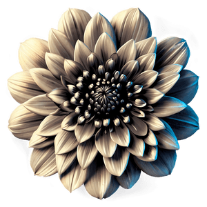 Vintage Flower Black and White PNG 05252024 PNG with transparent background