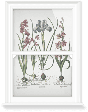 Iris And Gladiolus, HD Png Download PNG with transparent background