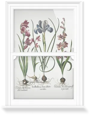 Vintage Gladiolus Botanical Illustration PNG Image