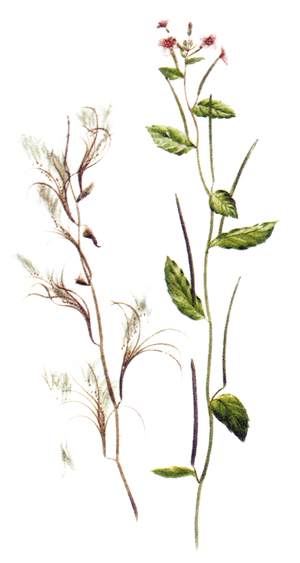 Epilobium Parviflorum, HD Png Download PNG with transparent background