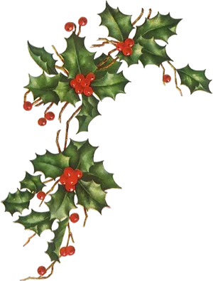 Vintage Holly Berries Illustration PNG Image