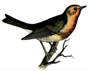 Vintage Illustrated Bird PNG image with transparent background