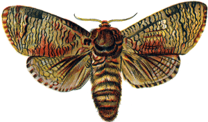 Download Moth Png Transparent Image, Png Download PNG