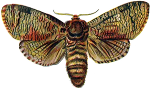 Vintage Illustrated Moth PNG Image