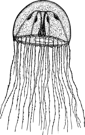 Hydrozoa Png, Transparent Png PNG image with transparent background