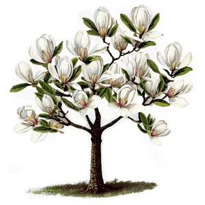 Vintage Magnolia Tree Illustration PNG 82 PNG