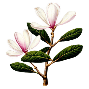 Vintage Magnolia Tree Illustration PNG xmh PNG