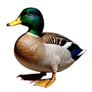 Vintage Mallard Duck Png 06262024 PNG Image