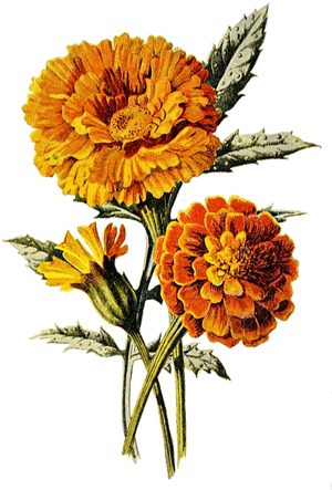 Marigold, Flower, Floral, Plant, Orange, Summer, Nature - Marigold Art, HD Png Download PNG image with transparent background