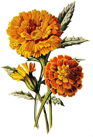 Vintage Marigold Illustration PNG Image