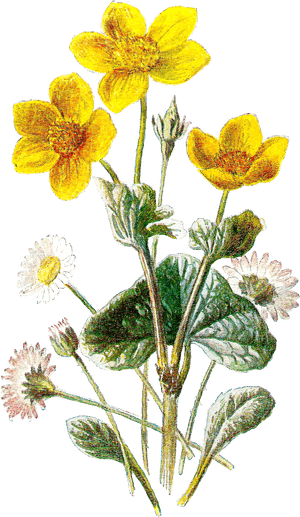 Flower Wildflower Image Botanical Image - Marsh Marigold And Daisy, HD Png Download PNG image with transparent background