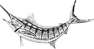 Marlin Fish, Sword Fish, Game Fishing, Marlin, Fishing - Marlin Fish Illustration, HD Png Download PNG image with transparent background