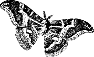 Moths Black And White, HD Png Download PNG with transparent background