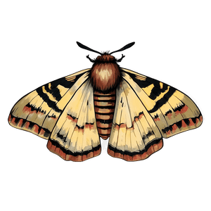 Vintage Moth Illustration PNG 73 PNG