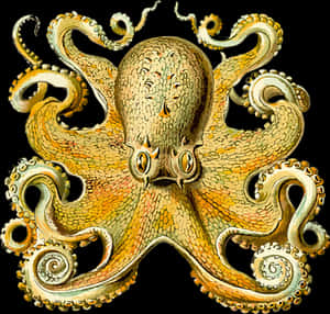 Vintage Octopus Illustration PNG image with transparent background