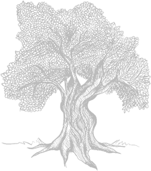 Olive Tree Sketch Transparent, HD Png Download PNG with transparent background