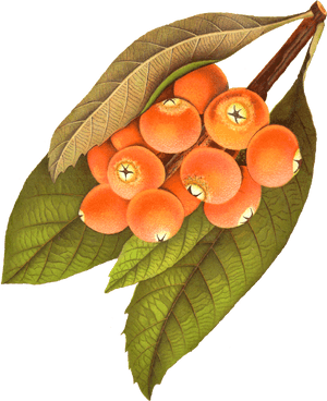Digital Rowan Berry Download - Berry Illustration Png Vintage, Transparent Png PNG image with transparent background