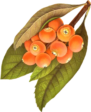 Vintage Orange Berries Illustration PNG Image